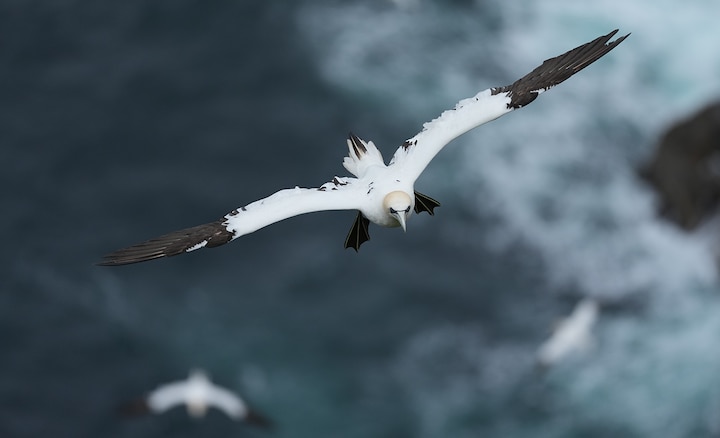 Basstölpel im Flug über den Ozean